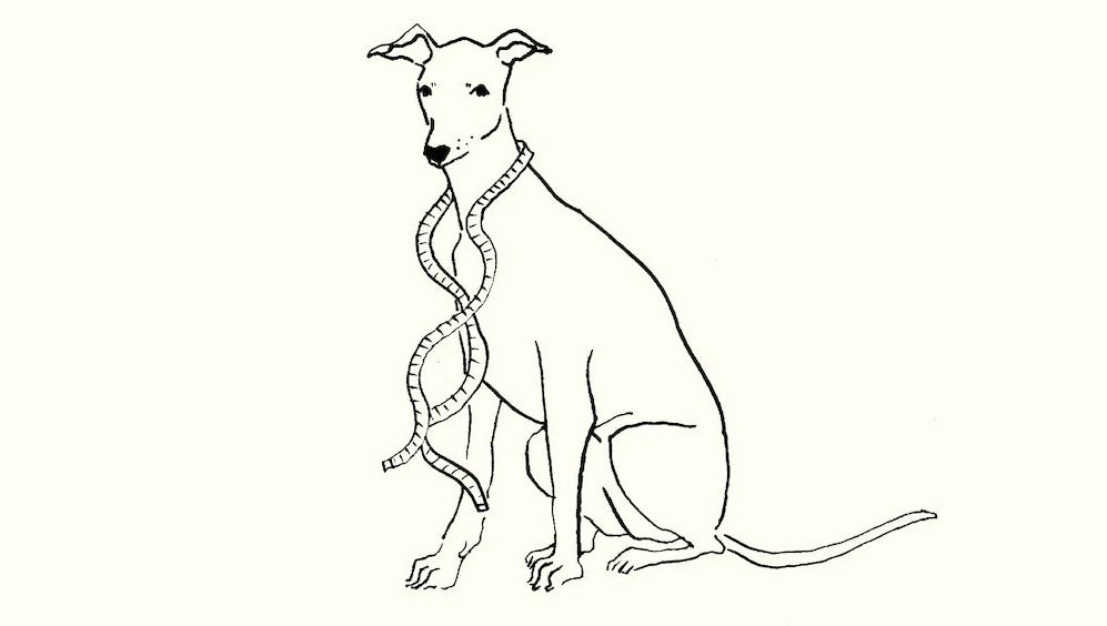 How to measure your whippet