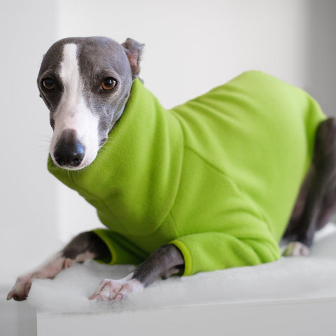 whippet coats