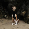 a brindle whippet wearing a black jumper on a wintery beach