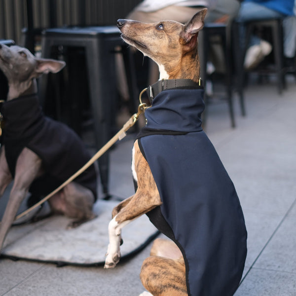 Navy Whippet Waterproof Coat - Kipper - Occam