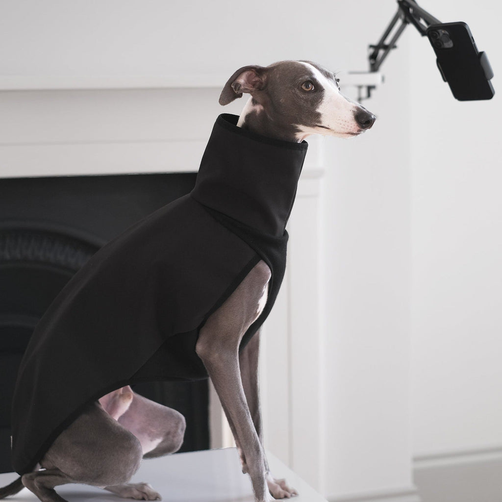 Shadow the whippet in his black raincoat