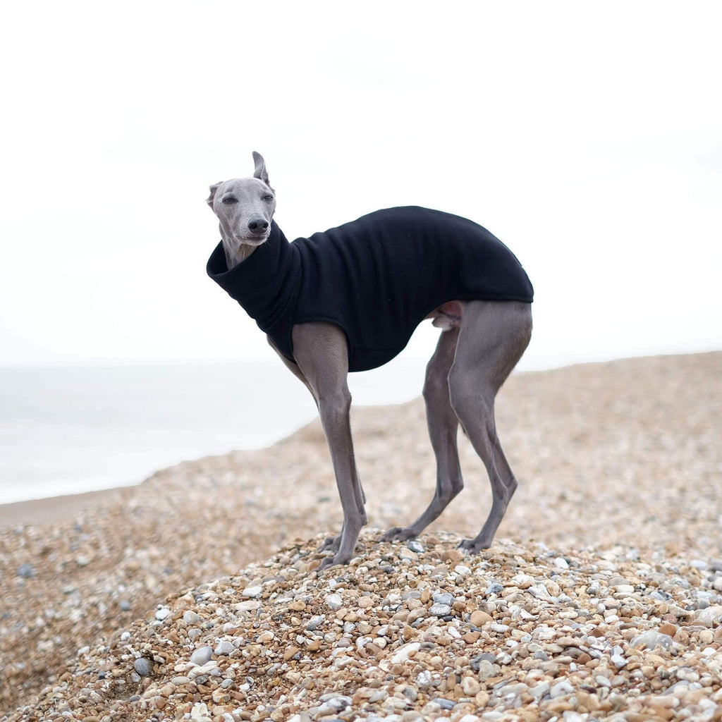 a whippet wearing a black cotton whippet jumper