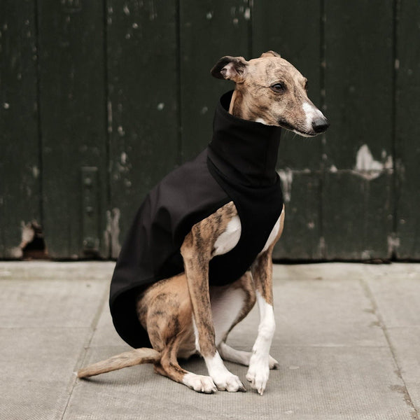 Lolly the whippet in her whippet coat