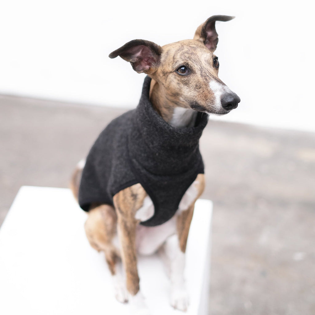 Lolly in a wool whippet coat